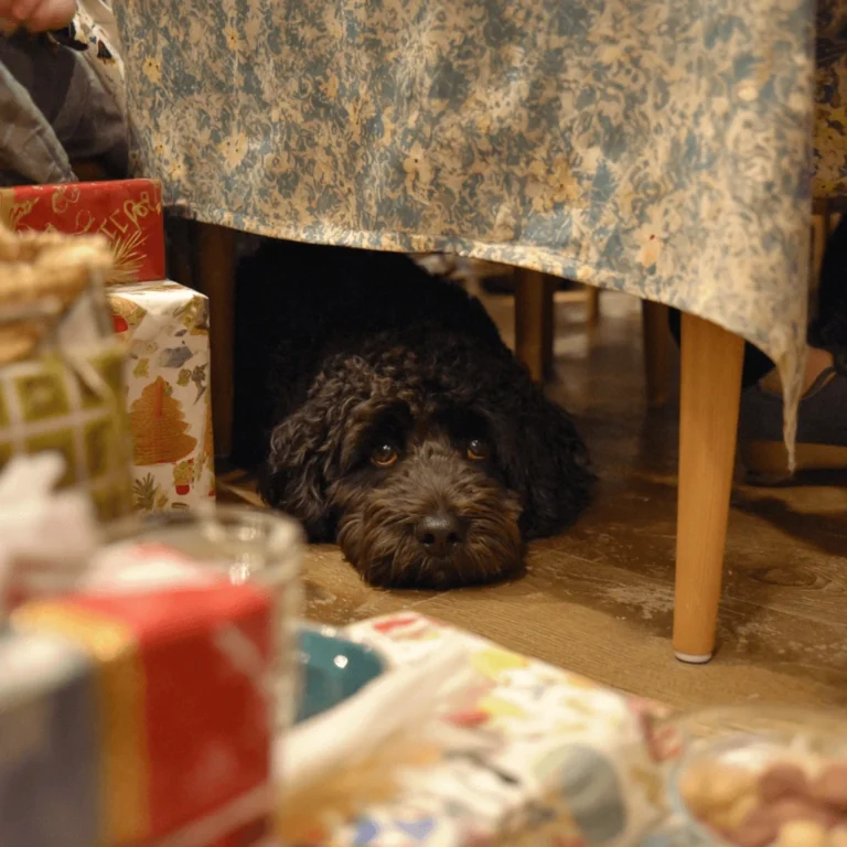 A small curly-haired dog lying under a dining table at Christmas, peeking out from behind tablecloth and presents with wide, cautious eyes.